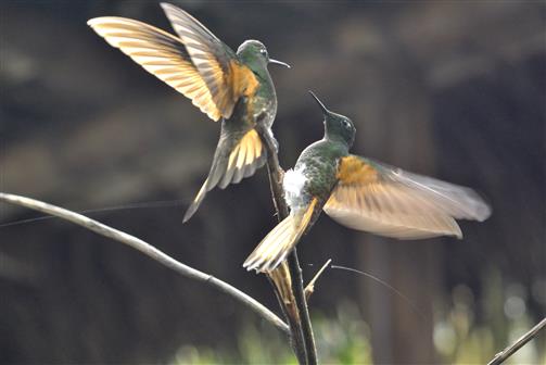 Kolibris im Streit