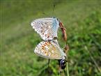 Bläulinge_Schmetterlinge