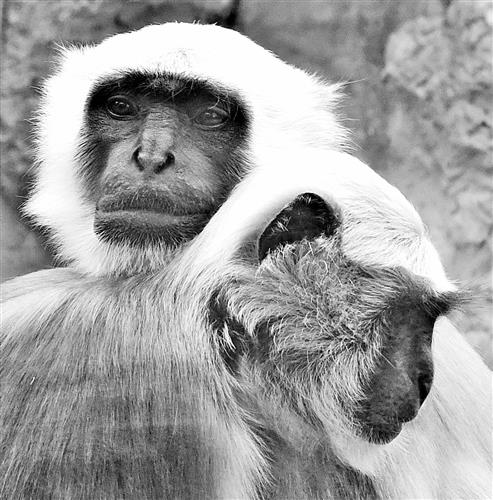Affen im Zoo Gelsenkirchen