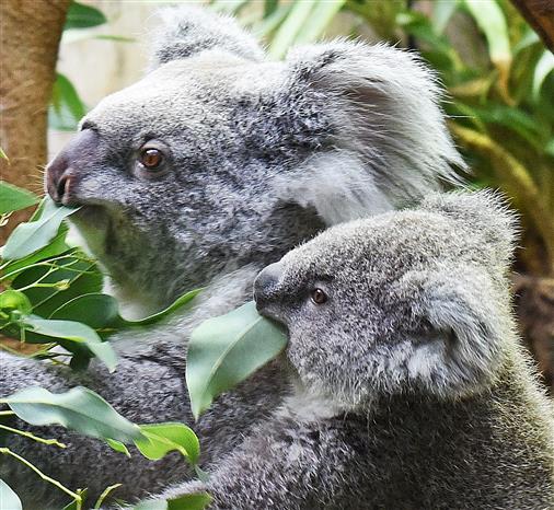 Koala mit Nachwuchs