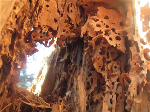 Das Innere eines abgestorbenen Baumes