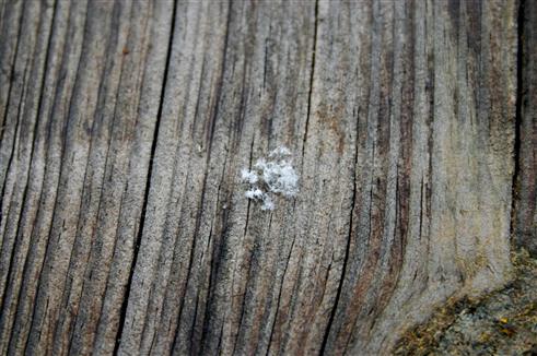 Schneeflocke auf Holz