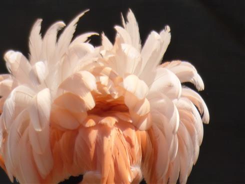 Flamingoblume Federkleid als Blumenstrauss