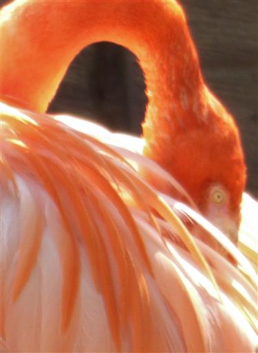 Federkleid Handtasche Flamingo