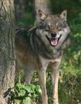 Wolf 1,5 Jahre