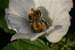 Pollensammeln 1