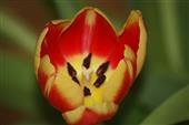 strahlende Tulpe