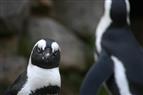 Gespräch zwischen Pinguinen