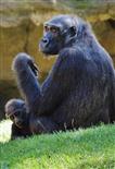 Mutter und Kind bei den Affen