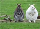 Känguruhbaby ist im Beutel, wer ist wer, Vater oder Mutter?