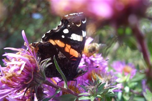 Schmetterling auf Astern