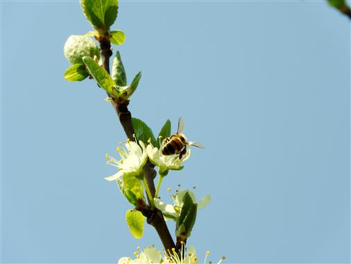 Biene sammlt Birnenpollen
