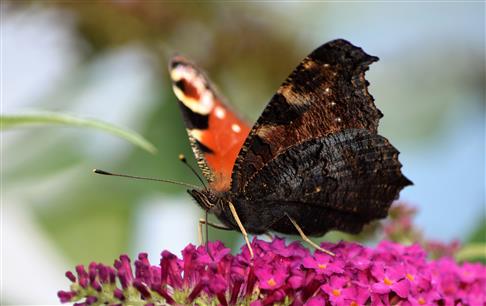 Schmetterling saugt Bltennektar