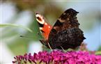 Schmetterling saugt Blütennektar