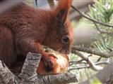 Eichhörnchen futtert Apfel