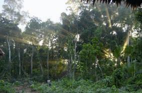 Morgens im Regenwald