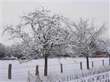 Apfelbäume im Winter