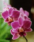 Orchideenschnheit