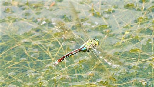 Grosse Knigslibelle Anax imperator