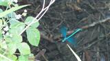 Da kommt auch schon der Mann Blauflügel-Prachtlibelle Calopteryx virgo
