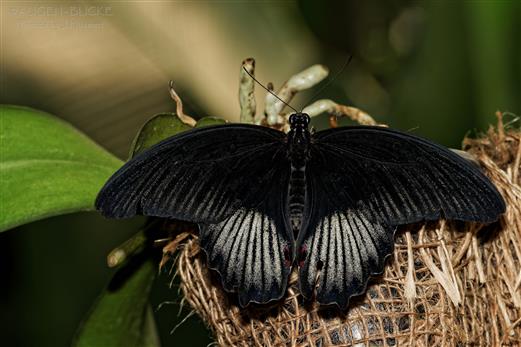 Groer Mormonfalter-Papilio Lowi