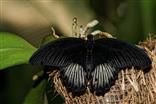 Großer Mormonfalter-Papilio Lowi