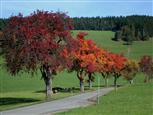 farbeprächtige Birnbäume im Herbst