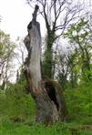 wertvolles Totholz für die Natur - Eiche in den Auenwäldern am Oberrhein