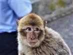 Makaken Portrait-ich lebe am Affenfels von Gibraldar