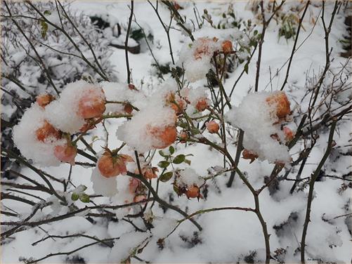 Apfelrose mit Schnee bedeckt!
