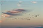Malerischer Vogelzug an der Ostsee