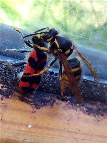 Wespe vs Bienenkfer