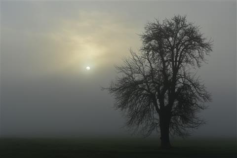 Nebel gegen Sonne