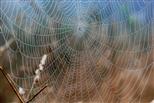 Spinnennetz am Herbstmorgen