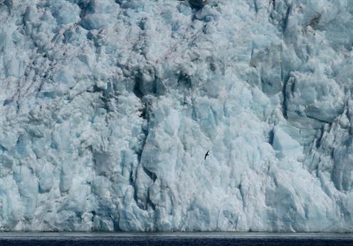 Eissturmvogel vor Gletscherwelt