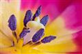 Die Blütenstempel einer Tulpe