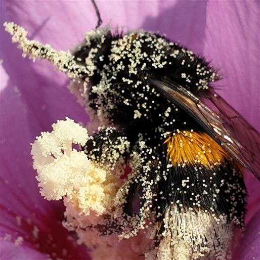 Pollenparty