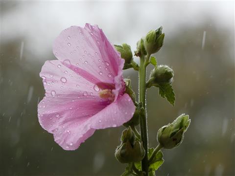 Stockrose im Regen