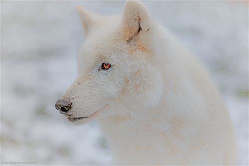 Polarwolf-Portrait
