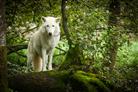 Polarwolf im Unterholz