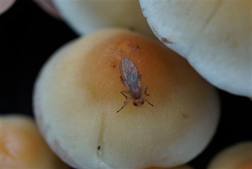 Drosophila auf Hallimasch