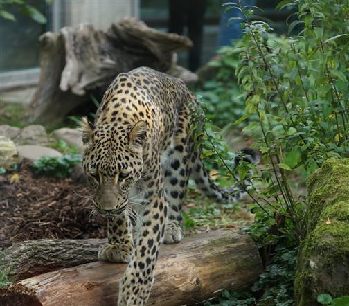Persicher Leopard