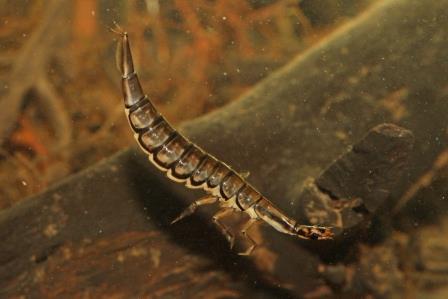 furchenschwimmer larve