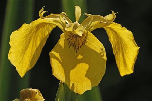 gelbe iris gegenlicht