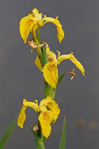 gelbe iris
