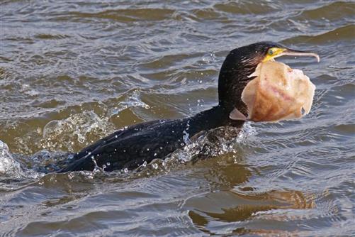 kormoran mit plattfisch