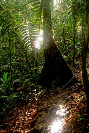 licht im regenwald