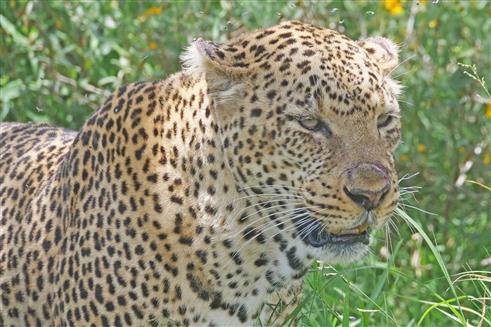 leopard im gebsch