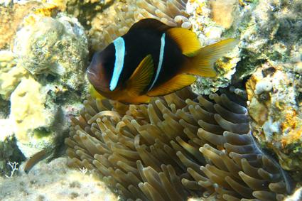 rotmeer anemonenfisch