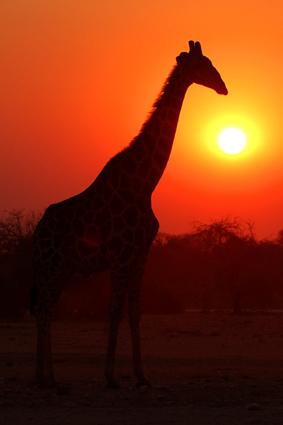 giraffe im sonnenuntergang